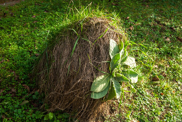 Large anthill colony closeup in forest meadow