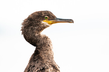 European shag (Phalacrocorax aristotelis desmarestii), a beautiful bird sitting on a stone near the sea in the evening, Istria, Croatia