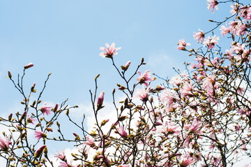 Primavera