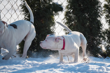 Obraz na płótnie Canvas Dogs having fun in the snow. Winter, snow and white bull type dogs playing on white powder. Frost and a walk with the dog.