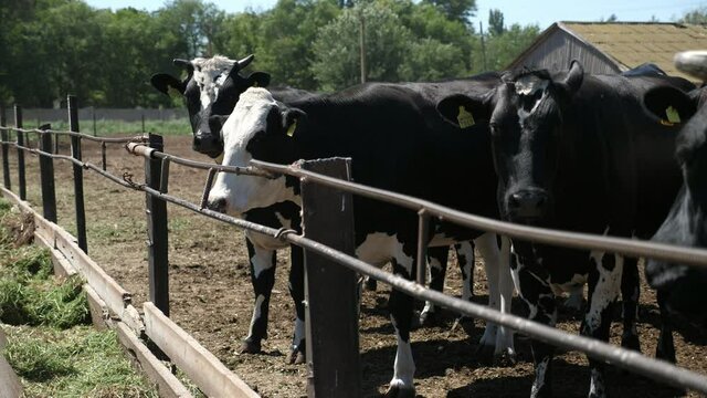 Group of cows standing at metallic fence and looking around in summer in slo-mo