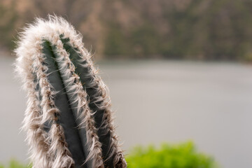 cactus near the lake