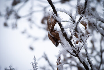 frosted tree branch