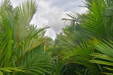 Fototapeta premium Palm trees against blue sky, Palm trees at tropical coast, vintage toned and stylized, coconut tree,summer tree ,retro