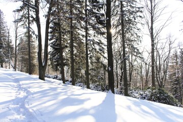 Trees covered with hoarfrost and snow in mountains. Sunset in a winter forest.
