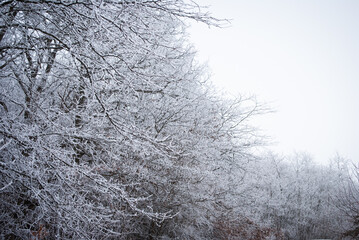 frost covered forest