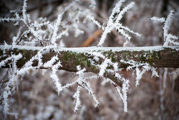 frosted tree branch