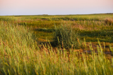 Beautiful grass landscape in the salt marshes of Sankt Peter Ording in the evening sun