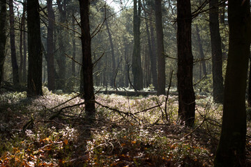 Forest in the morning with soft light and shadows in Veluwe, the Netherlands