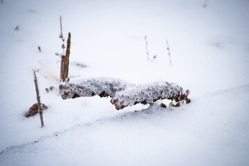 Snow covered grass