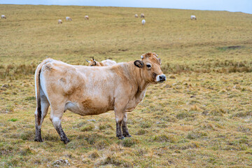 Vache Aubrac dans une prairie