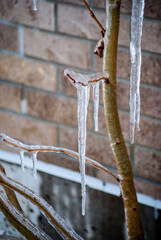 Ice Covered Twigs with Icicle and Brick background