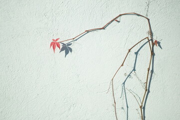climbing plant on the wall