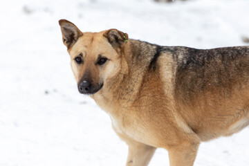 Naklejka premium Big stray dog in winter on a snowy street. Close-up.