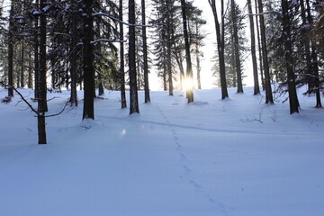 Trees covered with hoarfrost and snow in mountains. Sunset in a winter forest.