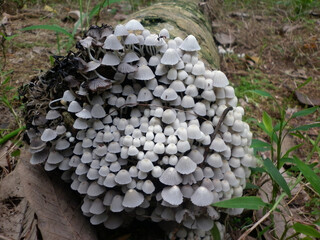 A large white button mushrooms on side of a dead coconut tree trunk