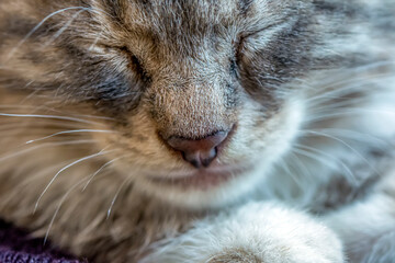 Cat's nose, macro view. Curious animal portrait close up.