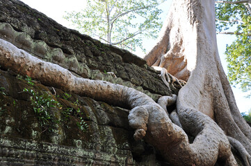 View of the temples, ruins and large trees at Angkor Wat in Cambodia