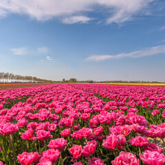 field of Dutch tulips on sunny day