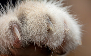 Cat paw isolated on Black background