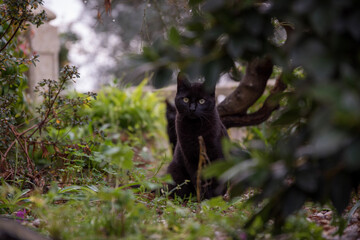 black cat on tree