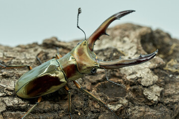 Cyclommatus metallifer
