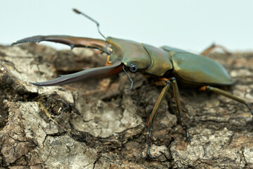 Cyclommatus metallifer
