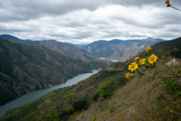 flower in the mountains