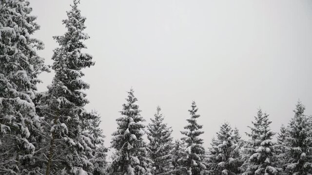 Panning shot of snowy spruce trees after snowfall. Beautiful winter landscape in the forest