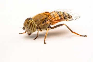 Bee macro isolated on white background. Package design element