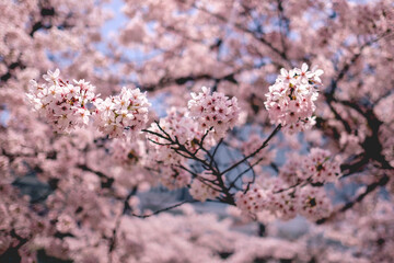 Beautiful pink sakura flowers blooming in spring at a park in Japan