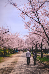 Obraz premium Old couple walking under the beautiful pink sakura trees blooming in spring at a park in Osaka, Japan