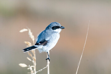 Shrike 2