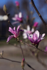 Blooming pink magnolia, beautiful flowering tree in spring.