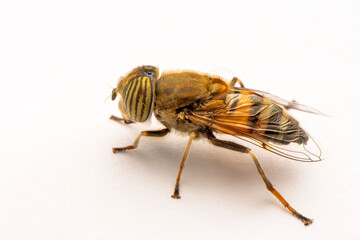 Bee macro isolated on white background. Package design element