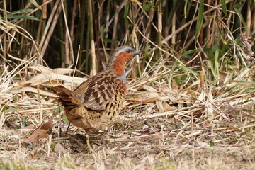 chinese bamboo partridge in the field