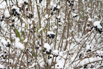 Black berries on branches with snow and freez