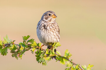 Corn bunting (Emberiza calandra), with beautiful yellow coloured background. Colorful song bird with brown feather sitting on the branch  in the steppe. Wildlife scene from nature, Czech Republic