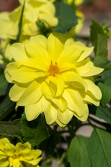 Yellow flower in the forest