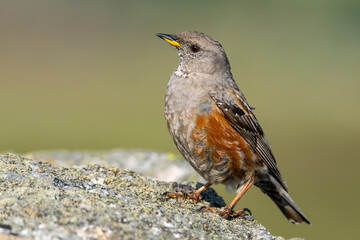 Alpine accentor (Prunella collaris), with beautiful green coloured background. Colorful song bird with orange feather sitting on the stone in the mountains. Wildlife scene from nature, Czech Republic