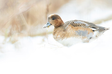 Eurasian wigeon (Mareca penelope), with the beautiful white coloured water surface. Beautiful brown duck in the snow near the river. Wildlife scene from nature, Czech Republic
