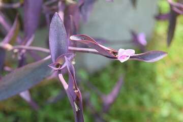 Beautiful purple spiderwort plant