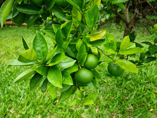 A small orange tree in the garden.