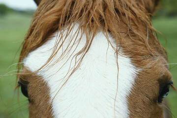 Forelock hair of horse close up on mare.