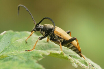 Close up of a Red-brown Longhorn Beetle, Stictoleptura rubra
