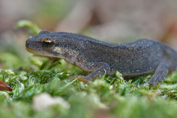 An adult male smooth new , Lissotriton vulgaris on green moss