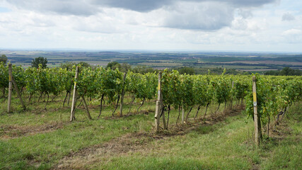 Vineyards on the hills of Palava, Czech Republic