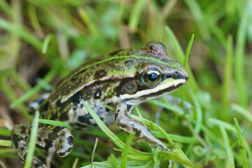 A juvenile from the Edible frog , Pelophylax esculentus, hiding in the green grass
