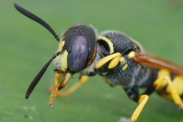 Close up of the head of the European beewolf, Philanthus triangulum