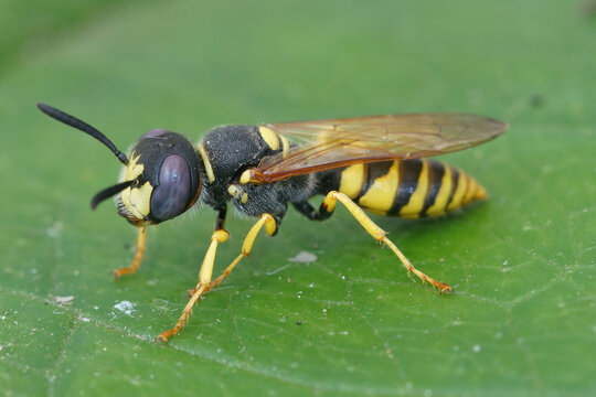 Close up of the head of a  European beewolf, Philanthus triangulum